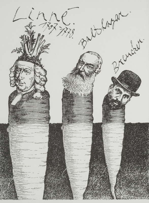Linné, Balthazar, Breucker.jpg